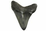 Juvenile Megalodon Tooth - South Carolina #312114-1